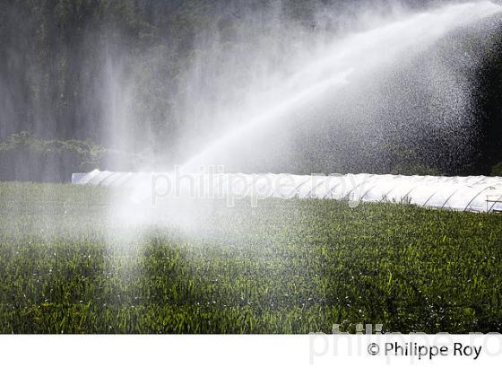 IRRIGATION MAIS,  VALLEE DU LOT, QUERCY, LOT. (46F02414.jpg)