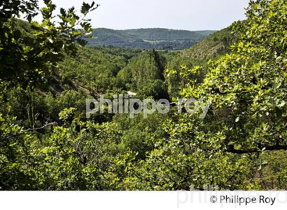 PAYSAGE FORESTIER DU CAUSSE , COMMUNE DE CAILLAC, VALLEE DU LOT, QUERCY, LOT. (46F02708.jpg)