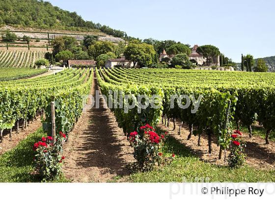 CHATEAU DE CAIX, VINS AOC CAHORS, COMMUNE DE LUZECH, VALLEE DU LOT, QUERCY, LOT. (46F02724.jpg)