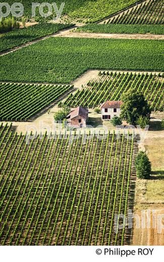 VIGNOBLE AOC CAHORS, , VALLEE DU LOT, COMMUNE DE BELAYE, QUERCY, LOT. (46F02835.jpg)