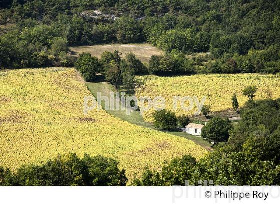 CHAMP DE TOURNESOL , PAYSAGE AGRICOLE ,  VILLAGE MEDIEVAL DE FLAUGNAC, QUERCY BLANC, LOT. (46F03009.jpg)