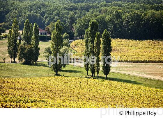 CHAMP DE TOURNESOL , PAYSAGE AGRICOLE ,  VILLAGE MEDIEVAL DE FLAUGNAC, QUERCY BLANC, LOT. (46F03010.jpg)