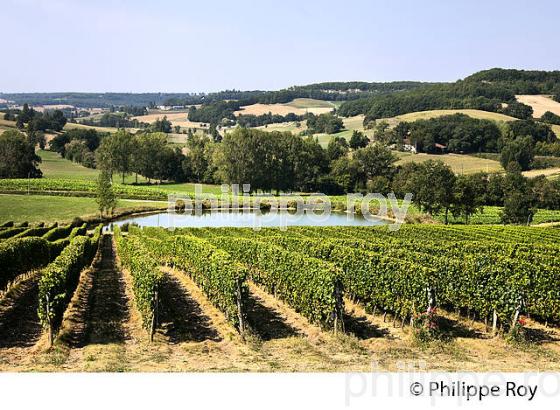 VIGNES , AOC COTEAUX DU QUERCY,  VILLAGE MEDIEVAL DE FLAUGNAC, QUERCY BLANC, LOT. (46F03014.jpg)
