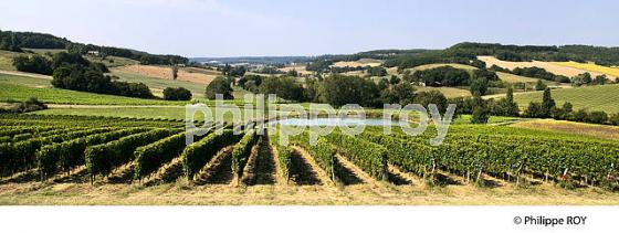 VIGNES , AOC COTEAUX DU QUERCY,  VILLAGE MEDIEVAL DE FLAUGNAC, QUERCY BLANC, LOT. (46F03015.jpg)