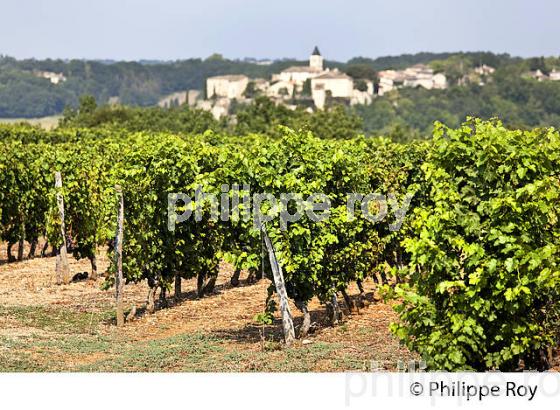VIGNES , AOC COTEAUX DU QUERCY ET VILLAGE MEDIEVAL DE FLAUGNAC, QUERCY BLANC, LOT. (46F03025.jpg)
