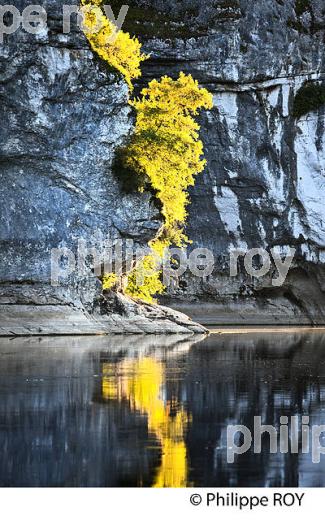 FALAISE DE  LA DORDOGNE ,  VALLEE DE LA DORDOGNE LOTOISE, QUERCY, LOT. (46F04422.jpg)