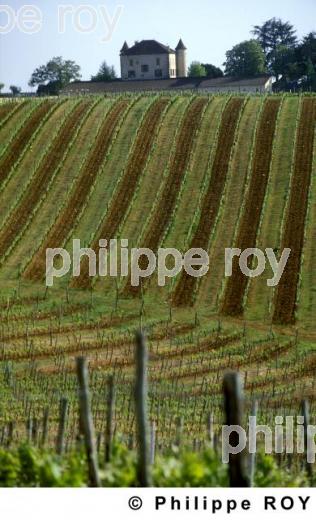 Le vignoble de Cahors (46V00123.jpg)
