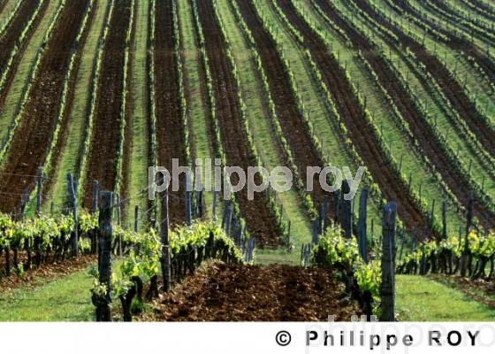 Le vignoble de Cahors (46V00124.jpg)