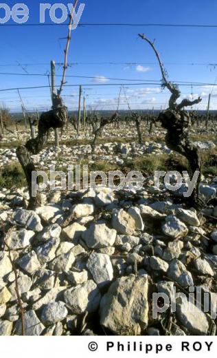 Le vignoble de Cahors (46V00136.jpg)