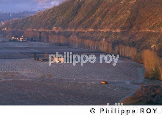 Le vignoble de Cahors (46V00230.jpg)