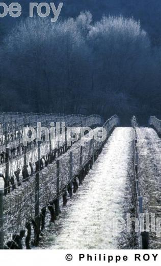 Le vignoble de Cahors (46V00315.jpg)