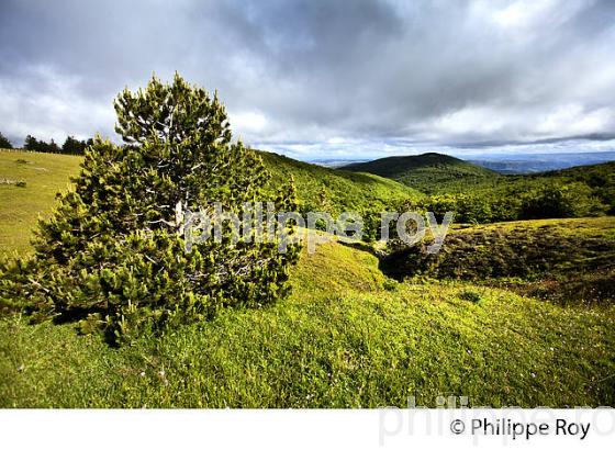 PAYSAGE DU MASSIF DE L'  AIGOUAL , VILLAGE DE CABRILLAC,  CEVENNES , LOZERE. (48F00109.jpg)