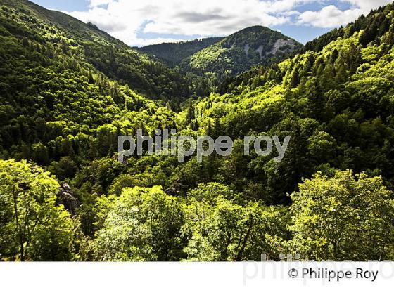 FORET DOMANIALE ET GORGES DU TAPOUL, COMMUNE DE ROUSSES,  MASSIF DE L'  AIGOUAL ,  CEVENNES , LOZERE. (48F00128.jpg)