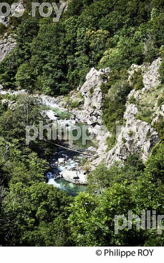 LES  GORGES DU TAPOUL, COMMUNE DE ROUSSES,  MASSIF DE L'  AIGOUAL ,  CEVENNES , LOZERE. (48F00133.jpg)