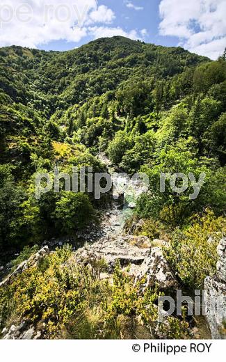 FORET DOMANIALE ET GORGES DU TAPOUL, COMMUNE DE ROUSSES,  MASSIF DE L'  AIGOUAL ,  CEVENNES , LOZERE. (48F00136.jpg)