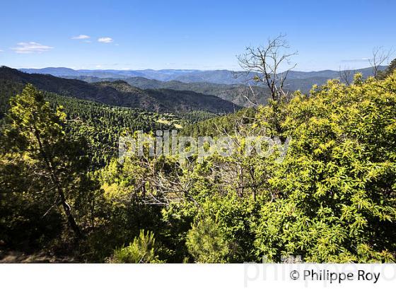 PANORAMA SUR LA VALLEE FRANCAISE,  CORNICHE DES CEVENNES , MOISSAC-VALLEE-FRANCAISE, LOZERE. (48F00222.jpg)