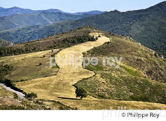 CORNICHE DES CEVENNES ET MASSIF DE L' AIGOUAL, COMMUNE DE VEBRON, LOZERE. (48F00310.jpg)