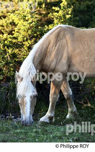 CHEVAL DE TRAIT,  VALLEE FRANCAISE,  CORNICHE DES CEVENNES ,  LOZERE. (48F00319.jpg)