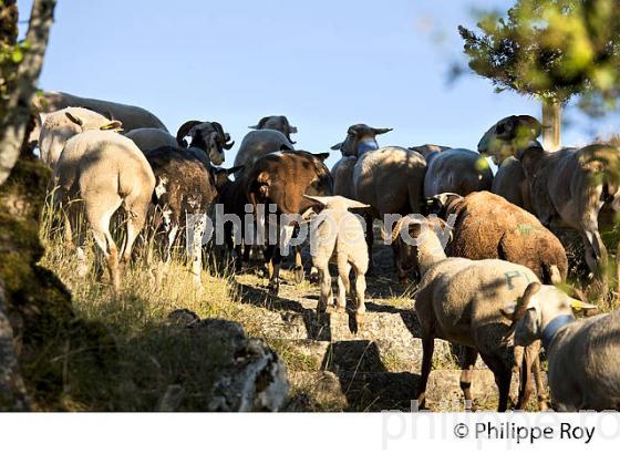 TROUPEAU DE MOUTON A L' ESTIVE, VILLAGE  DE SAINT LAURENT DE TREVES, CORNICHE DES CEVENNES ,  LOZERE. (48F00403.jpg)