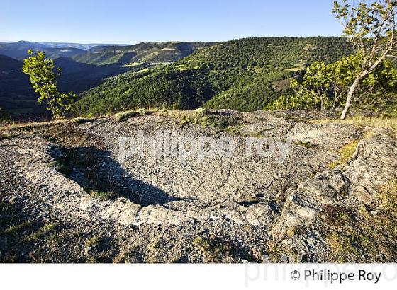 EMPREINTE DE DINOSAURE,  VILLAGE  DE SAINT LAURENT DE TREVES, CORNICHE DES CEVENNES ,  LOZERE. (48F00410.jpg)