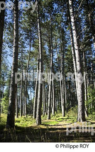 LA FORET DU  MONT MIMAT, ERMITAGE SAINT PRIVAT, MENDE, GEVAUDAN, LOZERE. (48F01606.jpg)
