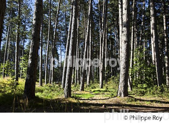 LA FORET DU  MONT MIMAT, ERMITAGE SAINT PRIVAT, MENDE, GEVAUDAN, LOZERE. (48F01609.jpg)