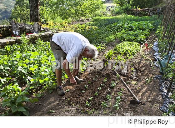 JARDIN POTAGER, LA FERME ET CHAMBRES D' HOTES DU MERLET, PONT DE MONTVERT, CEVENNES, LOZERE. (48F01722.jpg)