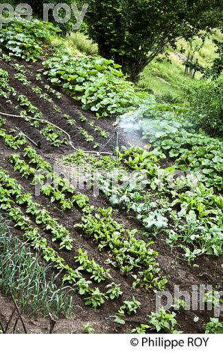 JARDIN POTAGER, LA FERME ET CHAMBRES D' HOTES DU MERLET, PONT DE MONTVERT, CEVENNES, LOZERE. (48F01730.jpg)