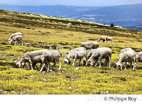 TROUPEAU DE MOUTONS, SOMMET DU FINIELS,  MONT LOZERE, CEVENNES, LOZERE. (48F01931.jpg)