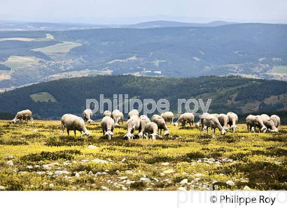 TROUPEAU DE MOUTONS, SOMMET DU FINIELS,  MONT LOZERE, CEVENNES, LOZERE. (48F01932.jpg)