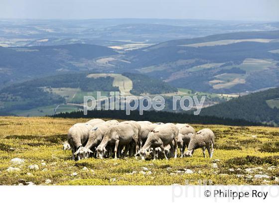 TROUPEAU DE MOUTONS, SOMMET DU FINIELS,  MONT LOZERE, CEVENNES, LOZERE. (48F01934.jpg)