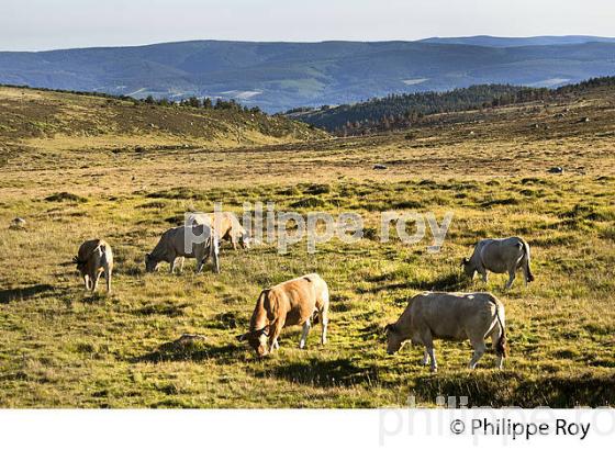 ELEVAGE BOVIN, TROUPEAU DE VACHES A L' ESTIVE, LE BLEYMARD MONT LOZERE,  CEVENNES, LOZERE. (48F01938.jpg)