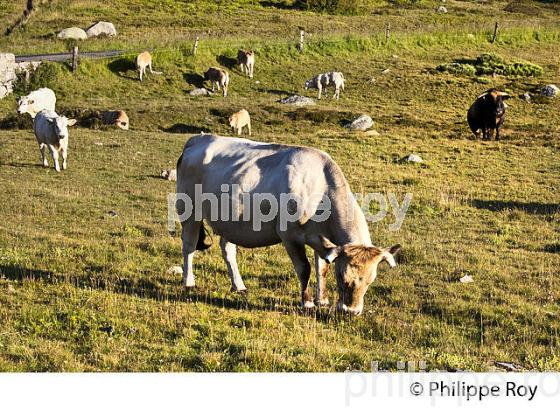 ELEVAGE BOVIN, TROUPEAU DE VACHES A L' ESTIVE, LE BLEYMARD MONT LOZERE,  CEVENNES, LOZERE. (48F01939.jpg)