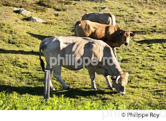 ELEVAGE BOVIN, TROUPEAU DE VACHES A L' ESTIVE, LE BLEYMARD MONT LOZERE,  CEVENNES, LOZERE. (48F02001.jpg)