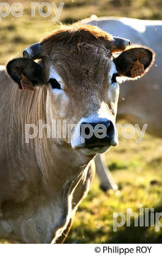 ELEVAGE BOVIN, VACHE RACE AUBRAC, A L' ESTIVE, LE BLEYMARD MONT LOZERE,  CEVENNES, LOZERE. (48F02002.jpg)