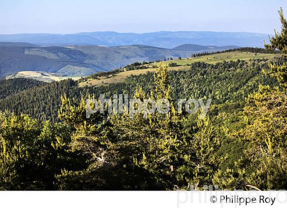 FLORE  DES CEVENNES, COL DE FILNIES, LE BLEYMARD, MONT LOZERE,   LOZERE. (48F02018.jpg)