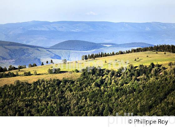 FLORE  DES CEVENNES, COL DE FILNIES, LE BLEYMARD, MONT LOZERE,   LOZERE. (48F02019.jpg)