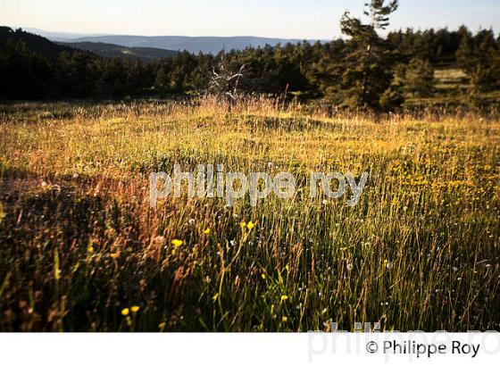 FLORE  DES CEVENNES, COL DE FILNIES, LE BLEYMARD, MONT LOZERE,   LOZERE. (48F02022.jpg)