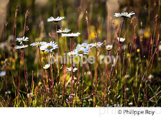 MARGUERITE, FLORE  DES CEVENNES, COL DE FILNIES, LE BLEYMARD, MONT LOZERE,   LOZERE. (48F02024.jpg)