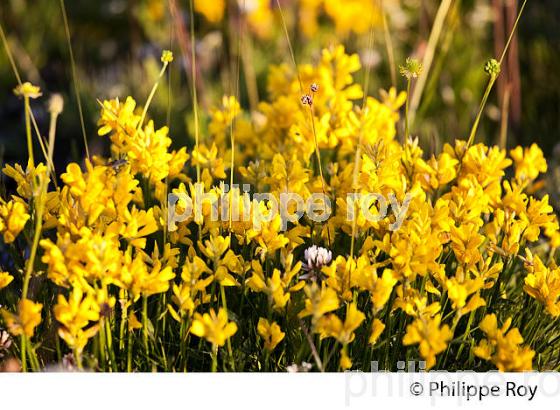 GENET GAGITTE, FLORE  DES CEVENNES, COL DE FILNIES, LE BLEYMARD, MONT LOZERE,   LOZERE. (48F02026.jpg)