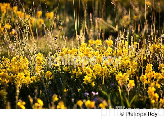 GENET GAGITTE, FLORE  DES CEVENNES, COL DE FILNIES, LE BLEYMARD, MONT LOZERE,   LOZERE. (48F02028.jpg)