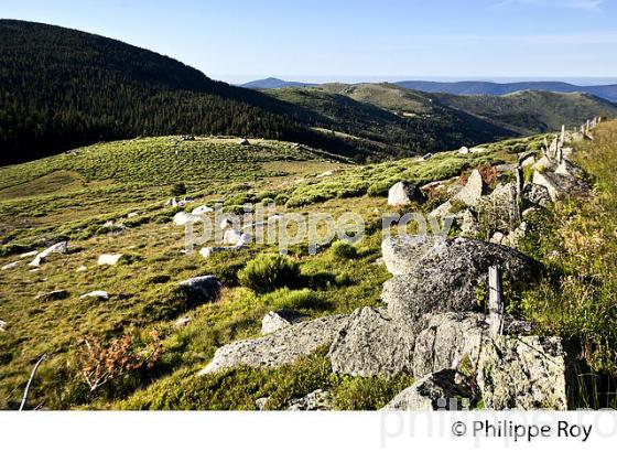PAYSAGE DU MONT LOZERE,  LE PONT DE MONTVERT,  CEVENNES, LOZERE. (48F02038.jpg)