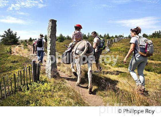 CHEMIN DE STEVENSON, RANDONNEE PEDESTRE  AVEC ANE SUR LE MONT LOZERE, CEVENNES, LOZERE (48F02139.jpg)