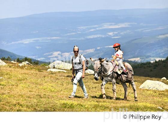 CHEMIN DE STEVENSON, RANDONNEE PEDESTRE  AVEC ANE SUR LE MONT LOZERE, CEVENNES, LOZERE (48F02205.jpg)