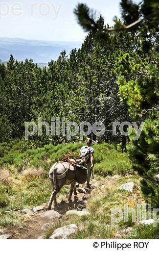 CHEMIN DE STEVENSON, RANDONNEE PEDESTRE  AVEC ANE SUR LE MONT LOZERE, CEVENNES, LOZERE (48F02220.jpg)