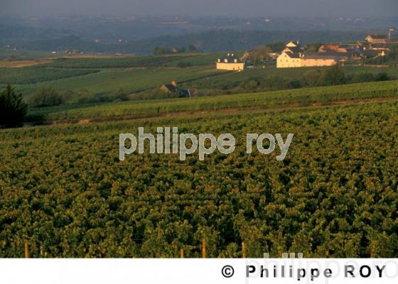 VIGNOBLE DU VAL DE LOIRE, ANJOU, FRANCE (49V00108.jpg)