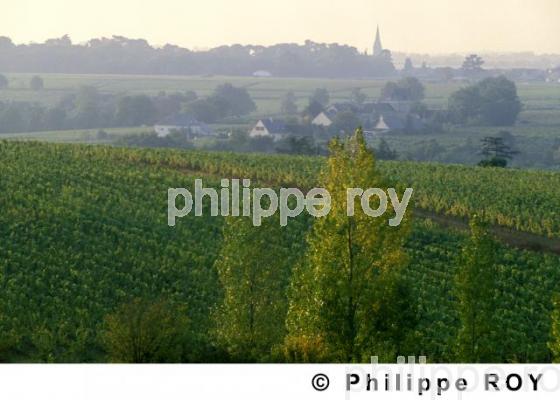 VIGNOBLE DU VAL DE LOIRE, ANJOU, FRANCE (49V00111.jpg)