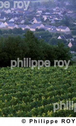 VIGNOBLE DU VAL DE LOIRE, ANJOU, FRANCE (49V00127.jpg)