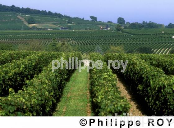 VIGNOBLE DU VAL DE LOIRE, ANJOU, FRANCE (49V00201.jpg)