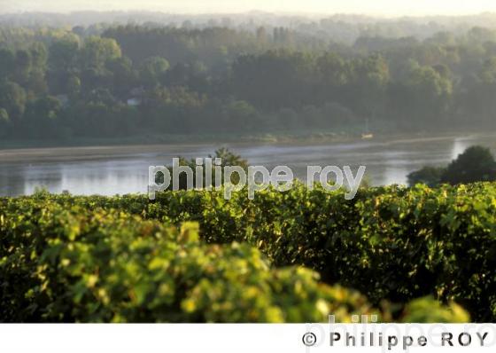 VIGNOBLE DU VAL DE LOIRE, ANJOU, FRANCE (49V00204.jpg)